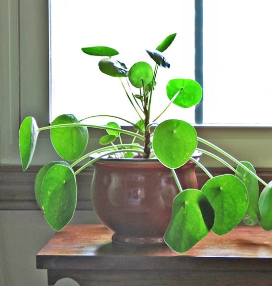 11 plantes qui attirent le bonheur, l'énergie positive et la prospérité  dans votre maison - haustiers…